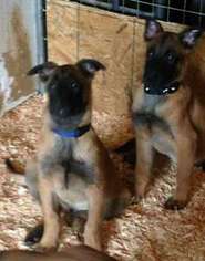 Belgian Malinois Puppy for sale in Spanaway, WA, USA