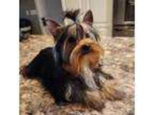 Yorkshire Terrier Puppy for sale in Carrollton, OH, USA
