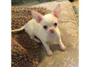 Chihuahua Puppy for sale in Kunkletown, PA, USA