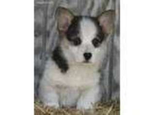 Pembroke Welsh Corgi Puppy for sale in Birmingham, IA, USA