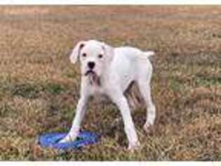 Boxer Puppy for sale in Farmville, VA, USA