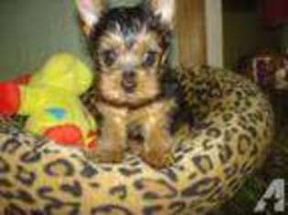 Yorkshire Terrier Puppy for sale in SEALY, TX, USA