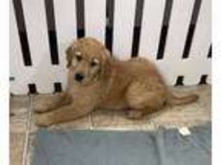 Golden Retriever Puppy for sale in Lancaster, OH, USA