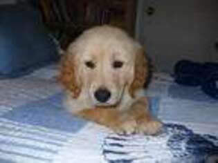 Golden Retriever Puppy for sale in Palmetto, FL, USA