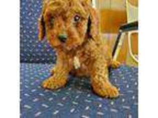Mutt Puppy for sale in Odon, IN, USA
