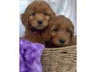 Goldendoodle Puppy for sale in New Harmony, UT, USA
