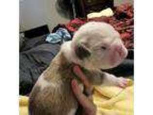 Olde English Bulldogge Puppy for sale in Lexington, SC, USA