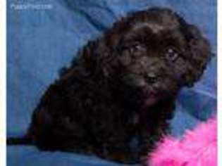 Cavapoo Puppy for sale in Parsons, KS, USA