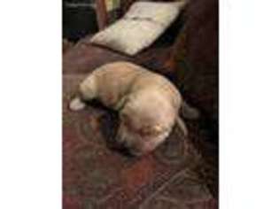 Golden Retriever Puppy for sale in Homer, GA, USA