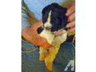 Newfoundland Puppy for sale in BOWMAN, GA, USA