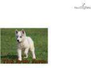 Siberian Husky Puppy for sale in Greenville, SC, USA
