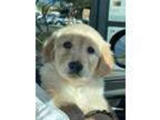 Golden Retriever Puppy for sale in Tempe, AZ, USA