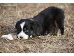Australian Shepherd Puppy for sale in Nowata, OK, USA