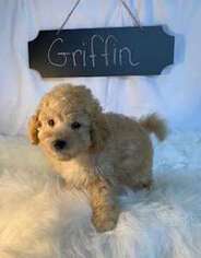 Mutt Puppy for sale in Branson, MO, USA
