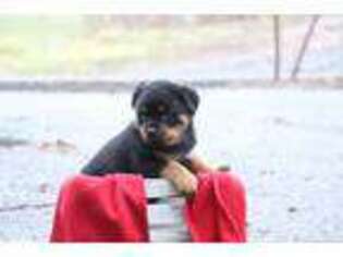 Rottweiler Puppy for sale in Thomasville, PA, USA