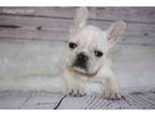 French Bulldog Puppy for sale in Brooklyn, CT, USA