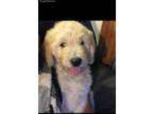 Goldendoodle Puppy for sale in Leavenworth, KS, USA