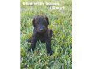 Labradoodle Puppy for sale in Houston, TX, USA