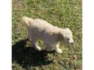 Goldendoodle Puppy for sale in Crawfordville, GA, USA