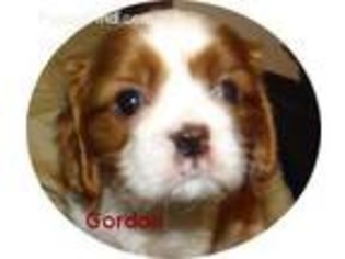 Cavalier King Charles Spaniel Puppy for sale in Salem, OR, USA