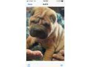 Mutt Puppy for sale in Albion, PA, USA