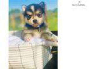Alaskan Klee Kai Puppy for sale in Fort Worth, TX, USA