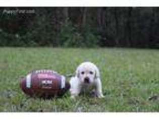 Labrador Retriever Puppy for sale in Campbellton, FL, USA