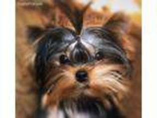 Yorkshire Terrier Puppy for sale in Stafford, VA, USA