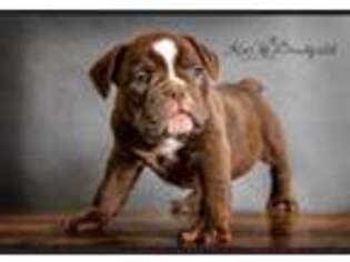 Olde English Bulldogge Puppy for sale in Fairfield, IA, USA