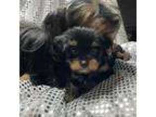 Yorkshire Terrier Puppy for sale in Enid, MS, USA