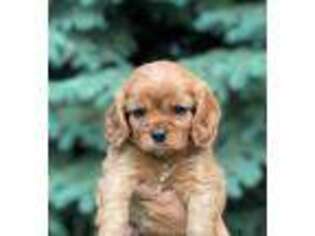 Cavalier King Charles Spaniel Puppy for sale in Fort Collins, CO, USA