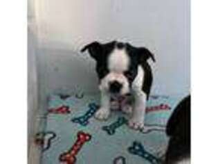 Boston Terrier Puppy for sale in Stroudsburg, PA, USA