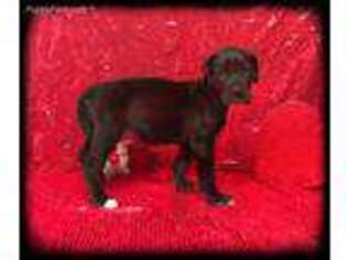 Great Dane Puppy for sale in Burlington, KY, USA