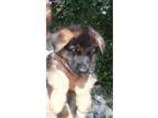 German Shepherd Dog Puppy for sale in Shepherdsville, KY, USA