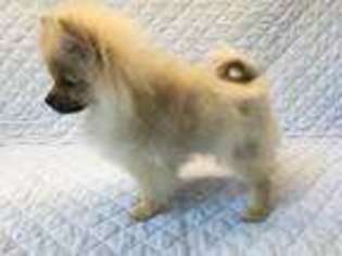 Pomeranian Puppy for sale in Prophetstown, IL, USA