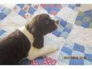 English Springer Spaniel Puppy for sale in North Stratford, NH, USA