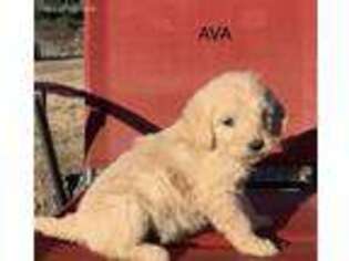 Goldendoodle Puppy for sale in Marshall, AR, USA