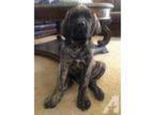 Mastiff Puppy for sale in ELK GROVE, CA, USA