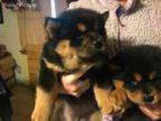 Chow Chow Puppy for sale in Purcell, OK, USA