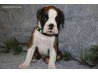 Boxer Puppy for sale in New Paris, IN, USA