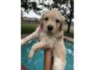 Goldendoodle Puppy for sale in Terrell, TX, USA