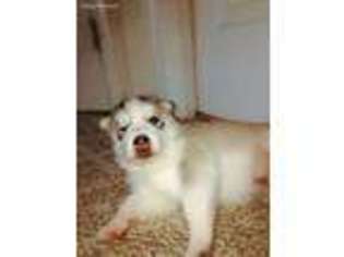 Siberian Husky Puppy for sale in Manassas, VA, USA