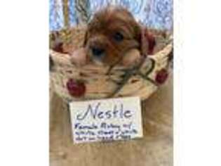 Cavalier King Charles Spaniel Puppy for sale in Sanford, NC, USA