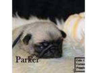 Pug Puppy for sale in Taylorsville, NC, USA
