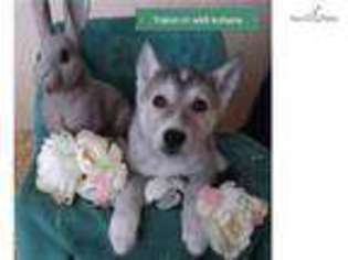 Medium Photo #1 Wolf Hybrid Puppy For Sale in Unknown, USA