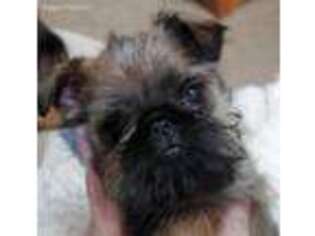 Brussels Griffon Puppy for sale in Newcomerstown, OH, USA