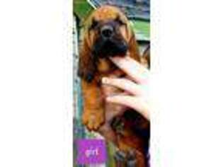 Bloodhound Puppy for sale in Paris, IL, USA