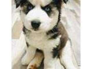 Siberian Husky Puppy for sale in Tariffville, CT, USA