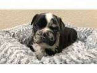 French Bulldog Puppy for sale in Waxahachie, TX, USA