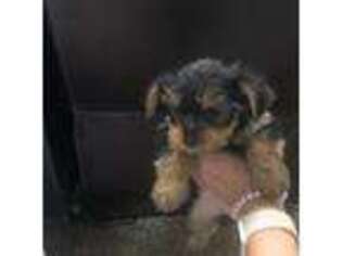 Yorkshire Terrier Puppy for sale in Belen, NM, USA